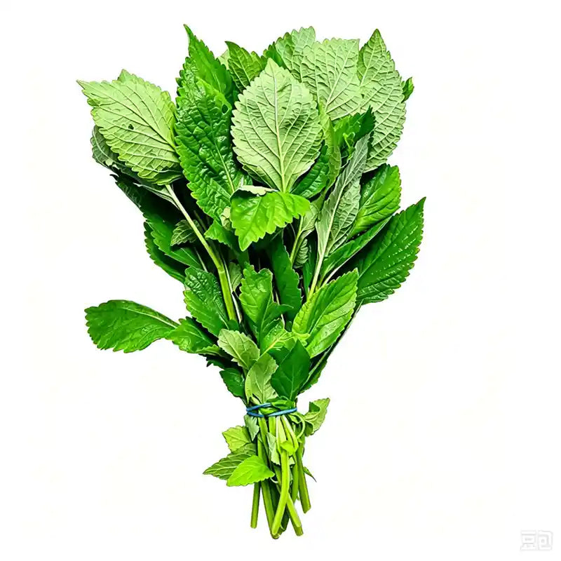 新鲜 藿香 一捆 /Frische Koreanische Minze - Agastache rugosa pro Bundel