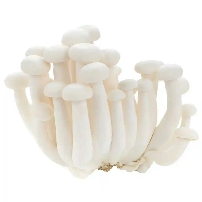 新鲜 白玉菇 白蟹味菇 150克/ Weiß Shimeji Pilze 150g Ursprung: China
