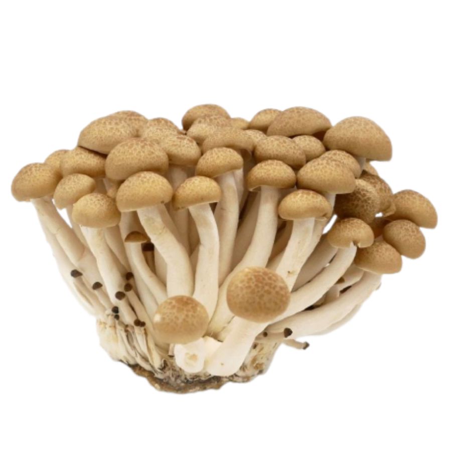 褐蟹味菇 150克 /Brauner Shimeji Pilz 150g Ursprung: China