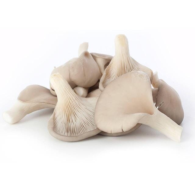 新鲜 平菇 每公斤/Frische Austern Pilz pro Kilo