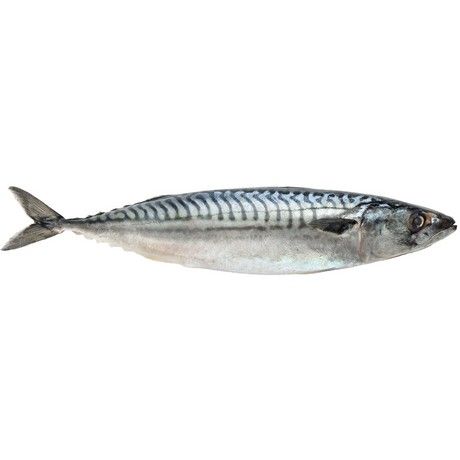 冰冻-Tiefgefroren! 挪威 鲭鱼 500+ 每公斤 /Makrele W/R 500+ pro Kilo WESTCOAST