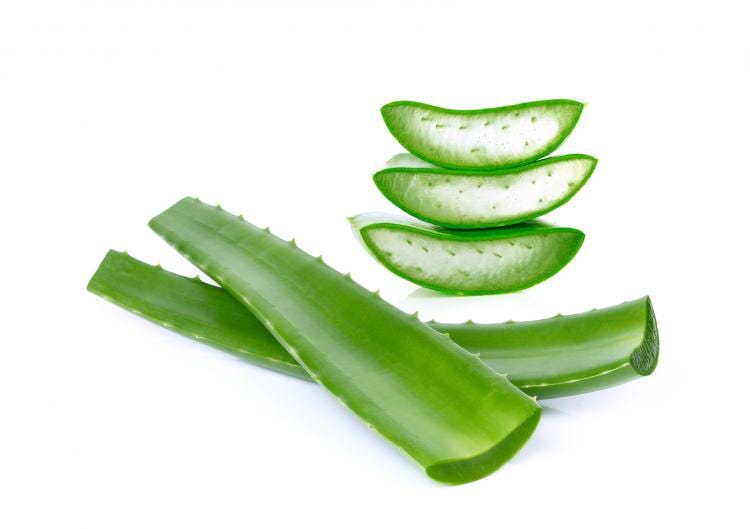 新鲜 芦荟 每公斤 /Aloe Vera Frischblätter pro Kilo