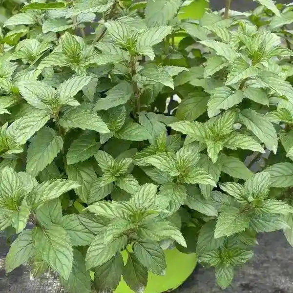 新鲜 胡椒薄荷 100克 /Frische Pfefferminze 100g
