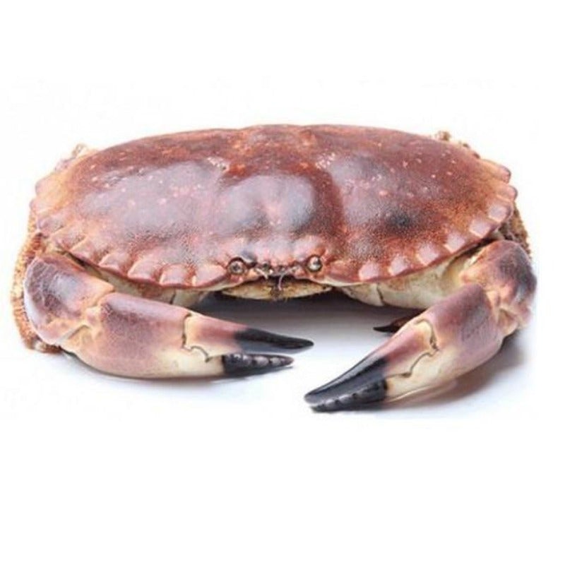 新鲜 面包蟹 600-800 一公斤/ Krab Kieszeniee 600-800 1kg
