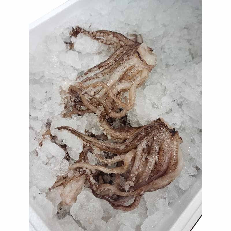 冰鲜 鱿鱼须 每公斤/ Kalmary Macki klein 1kg