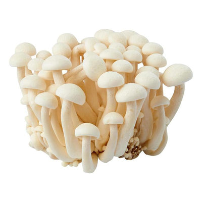 新鲜 白玉菇 白蟹味菇 150克/ Weiß Shimeji Pilze 150g